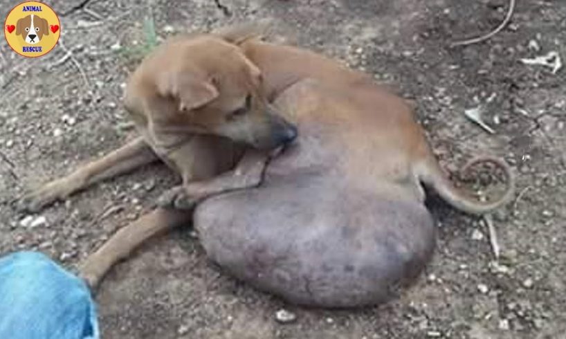 Rescue Homeless Dog with Biggest TUMOR -  Amazing Transformation