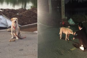 Rescue Homeless Dogs Abandoned  |The Respectable Patience | Dog Rescue Stories