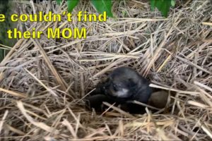 Rescue Newborn Puppies From A Sewer Pipe - Finding a New Mother