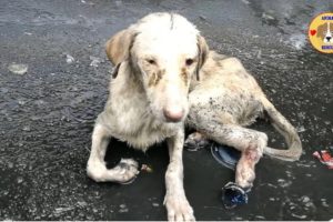 Rescue Poor Dog Can not Stand Up Under Heavy Rain Waiting Death