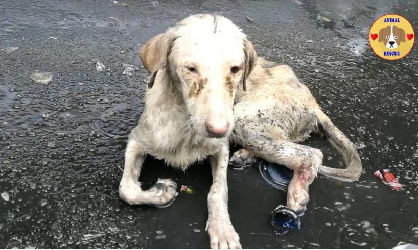 Rescue Poor Dog Can not Stand Up Under Heavy Rain Waiting Death