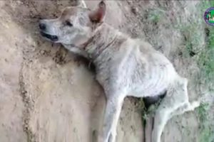 Rescue Poor Dog Hit By Car Rotten Pennis Wound with Hundred Maggots