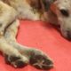 Rescue Poor Dog With lar-val on The back | Animal rescue TV