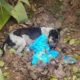 Rescue Poor Dog was Shot and Thrown in Big Deep Hole Cover Hundred Maggots