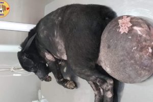 Rescue Poor Dog with Very Big Tumor Wandering on Road - Amazing Transformation