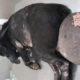 Rescue Poor Dog with Very Big Tumor Wandering on Road - Amazing Transformation