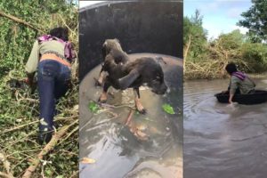 Rescue Poor Homeless Dog Has Stuck in The River | Animal Rescue TV