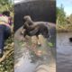 Rescue Poor Homeless Dog Has Stuck in The River | Animal Rescue TV