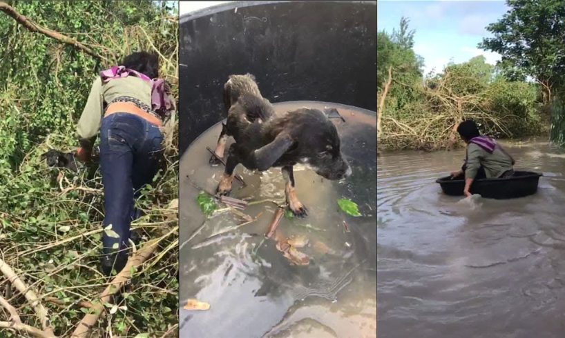 Rescue Poor Homeless Dog Has Stuck in The River | Animal Rescue TV