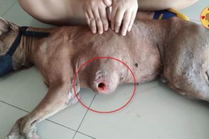 Rescue Poor Homeless Dog with Big hole on Tumor cancer Stomach