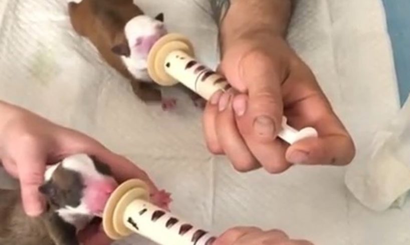Rescue Pregnant Dog with Heart Disease Give Birth Six Super Cute Puppies