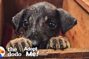 Rescue Puppy In India Is Looking For The Perfect Family To Adopt Him | The Dodo Adopt Me!