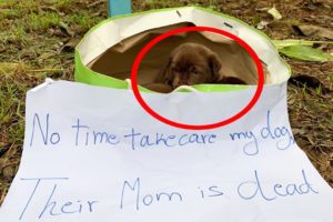 Rescue Puppy In The Bag With The Saddest NoteTheir Mother Is Gone