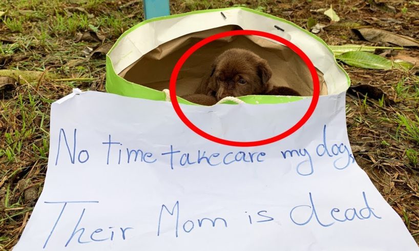 Rescue Puppy In The Bag With The Saddest NoteTheir Mother Is Gone