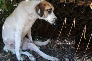 Rescue Stray Dog Was Broken Legs After Accident & Amazing Transformation