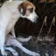 Rescue Stray Dog Was Broken Legs After Accident & Amazing Transformation