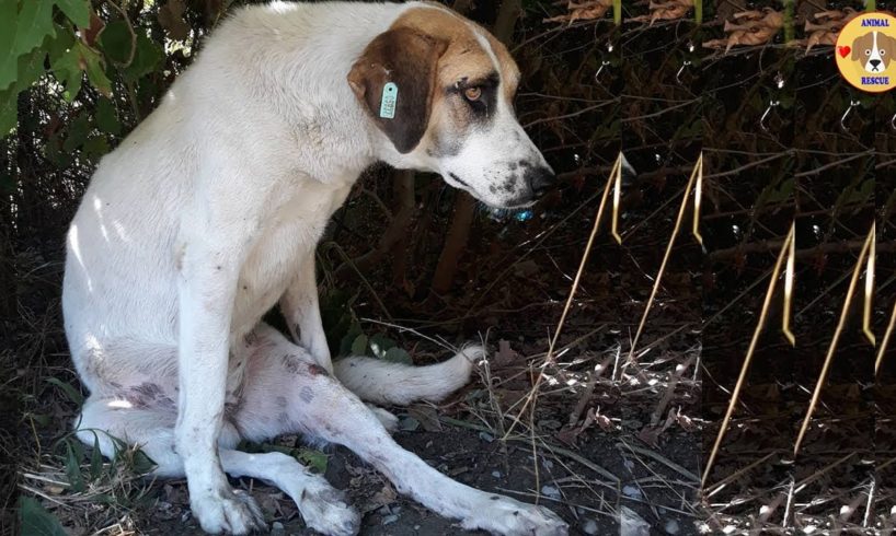 Rescue Stray Dog Was Broken Legs After Accident & Amazing Transformation