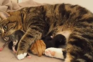 Rescue The Cat Mum Born 5 Super Cute Baby Kittens With Amazing Transformation