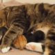Rescue The Cat Mum Born 5 Super Cute Baby Kittens With Amazing Transformation