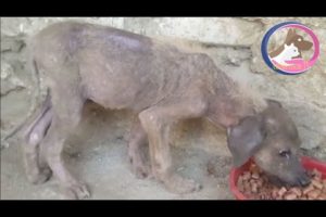 Rescue The Poor Dog Was Abandoned in The Cave | Animal Rescue TV