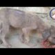Rescue The Poor Dog Was Abandoned in The Cave | Animal Rescue TV