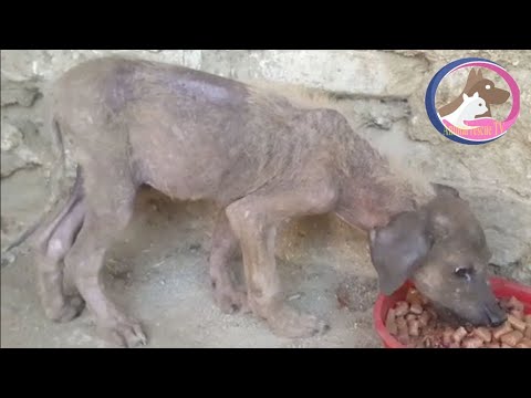 Rescue The Poor Dog Was Abandoned in The Cave | Animal Rescue TV