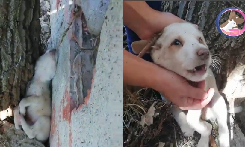 Rescue The dog Was Trapped under a Tree |Animal Rescue TV