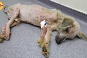 Rescue Thin Dog Was Epileptic Make Sobbing Your Heart