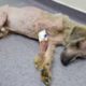 Rescue Thin Dog Was Epileptic Make Sobbing Your Heart