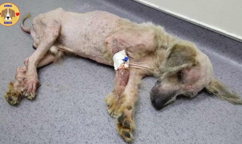 Rescue Thin Dog Was Epileptic Make Sobbing Your Heart