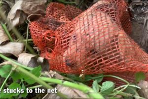 Rescue Two Homeless Puppies Stuck To the Net - Abandoned Dogs Rescue Will Melt Your Heart