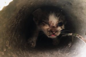 Rescue kittens trapped in sewer pipes / cute kittens