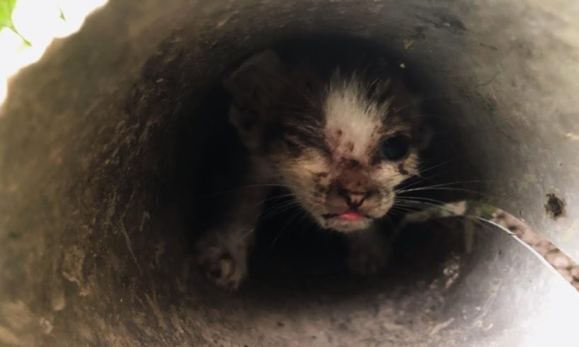 Rescue kittens trapped in sewer pipes / cute kittens