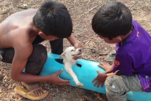 Rescue little dog stuck in Water pipe and buy food for the puppy