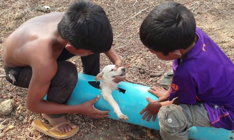 Rescue little dog stuck in Water pipe and buy food for the puppy