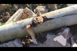 Rescue little dog stuck in Water pipe and food for the puppy