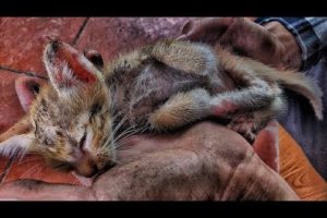 Rescue newborn kittens   homeless cats lose their mother   miserable kittens
