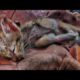 Rescue newborn kittens   homeless cats lose their mother   miserable kittens