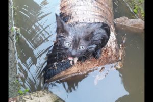 Rescue the cat that Fell into the water in Fear - Rescued stuck kitten animals