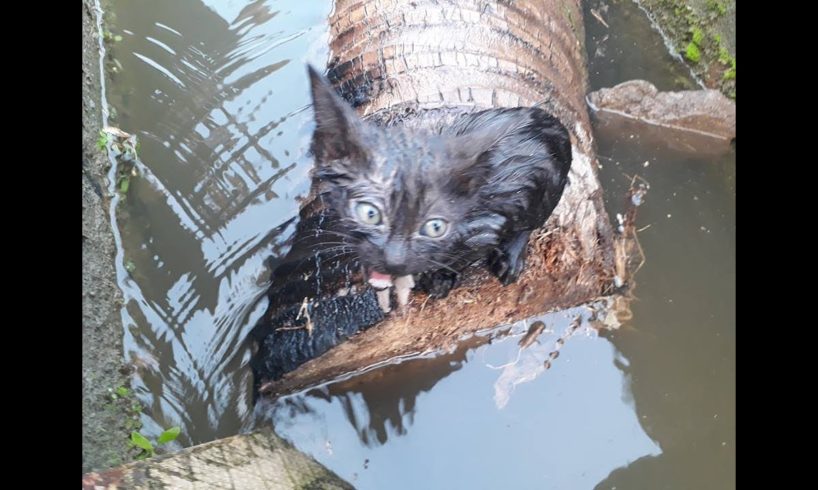 Rescue the cat that Fell into the water in Fear - Rescued stuck kitten animals