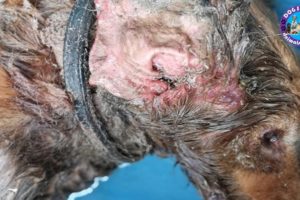 Rescued Abandoned Dog Was Attacked By Millions Maggots