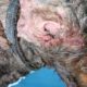 Rescued Abandoned Dog Was Attacked By Millions Maggots
