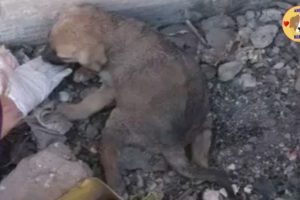 Rescued Abandoned Puppy With Paralyzed Legs Lying On The  Roadside