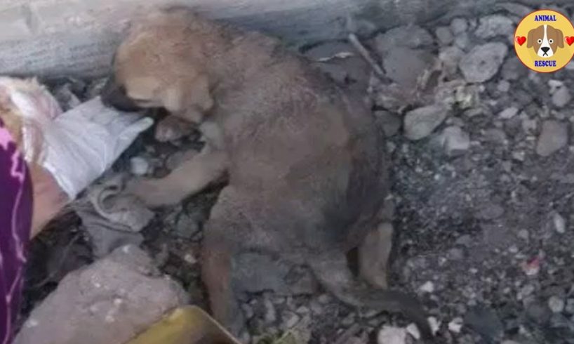 Rescued Abandoned Puppy With Paralyzed Legs Lying On The  Roadside