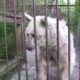 Rescued Bear's Shocking Transformation | PETA Animal Rescues