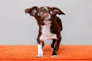 Rescued Dog With An Overbite And Crooked Nose Discovers He Loves Sweaters