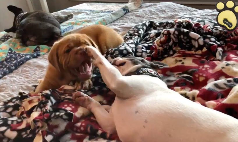 Rescued Dogs Having Fun Together