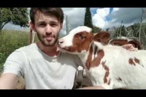 Rescued Farmed Animals at Sugarshine Sanctuary