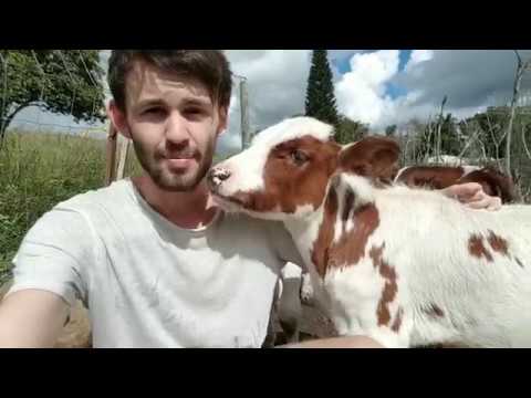 Rescued Farmed Animals at Sugarshine Sanctuary