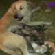 Rescued Mother & Seven Puppies In A Deep Cave To Safe Shelter